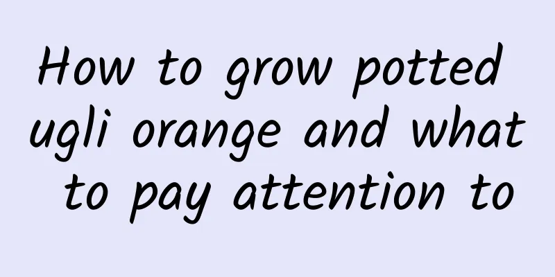 How to grow potted ugli orange and what to pay attention to