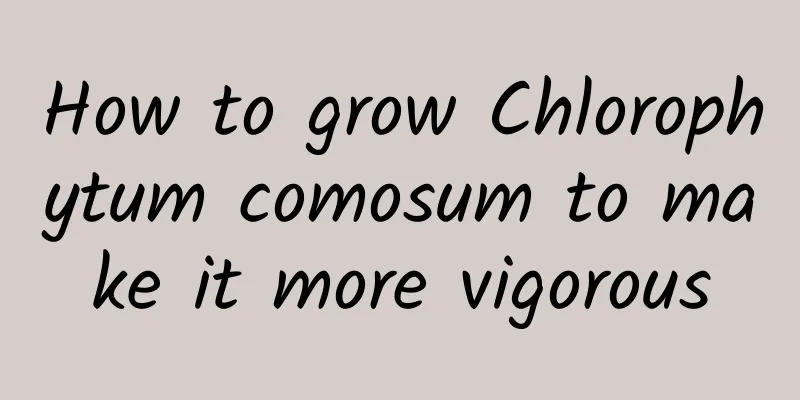 How to grow Chlorophytum comosum to make it more vigorous