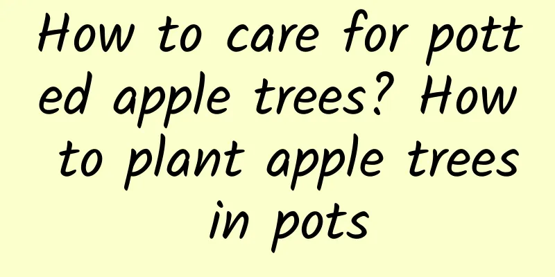 How to care for potted apple trees? How to plant apple trees in pots