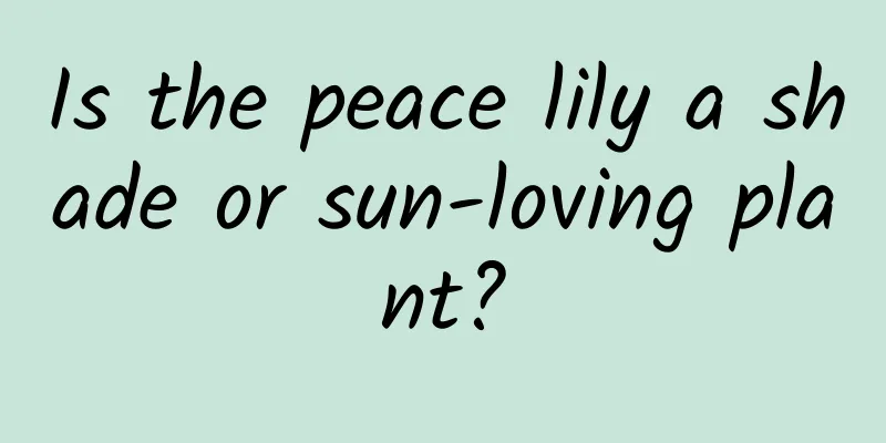Is the peace lily a shade or sun-loving plant?