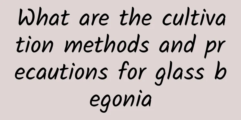 What are the cultivation methods and precautions for glass begonia