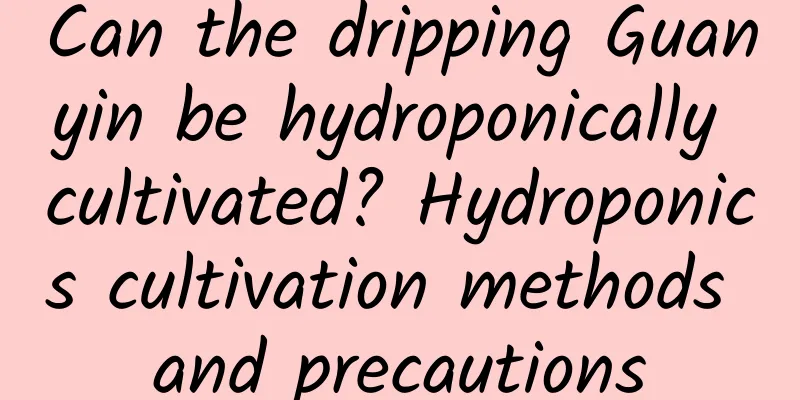 Can the dripping Guanyin be hydroponically cultivated? Hydroponics cultivation methods and precautions