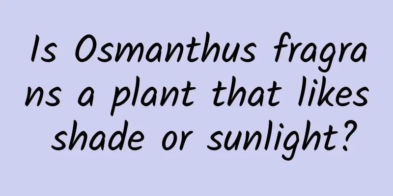 Is Osmanthus fragrans a plant that likes shade or sunlight?