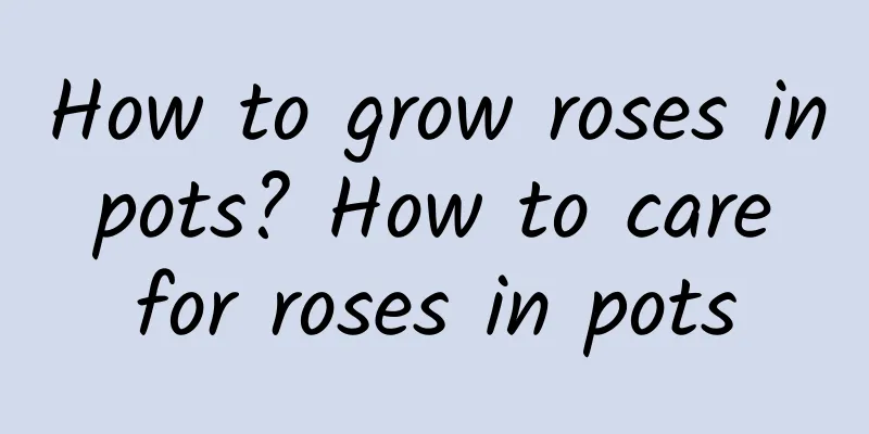 How to grow roses in pots? How to care for roses in pots