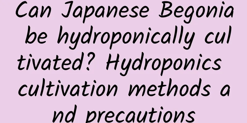 Can Japanese Begonia be hydroponically cultivated? Hydroponics cultivation methods and precautions