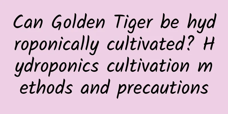 Can Golden Tiger be hydroponically cultivated? Hydroponics cultivation methods and precautions