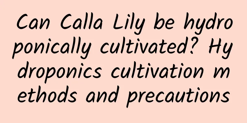 Can Calla Lily be hydroponically cultivated? Hydroponics cultivation methods and precautions
