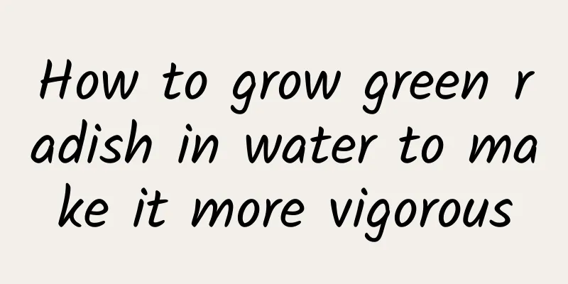 How to grow green radish in water to make it more vigorous