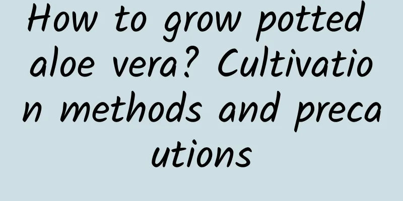 How to grow potted aloe vera? Cultivation methods and precautions