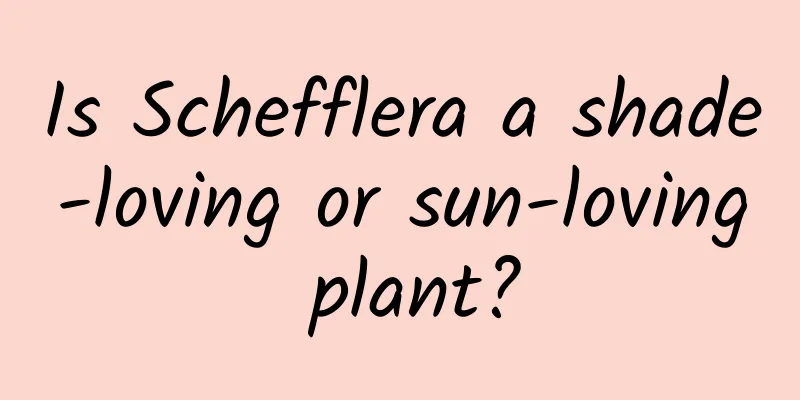 Is Schefflera a shade-loving or sun-loving plant?