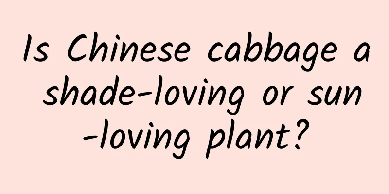 Is Chinese cabbage a shade-loving or sun-loving plant?