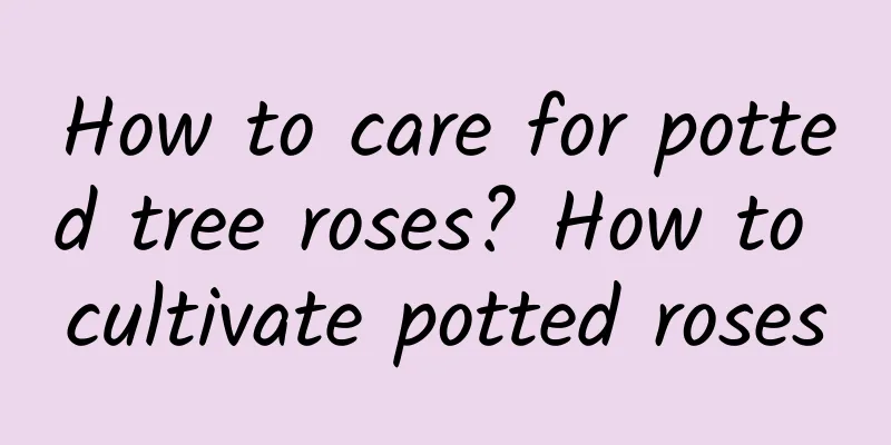 How to care for potted tree roses? How to cultivate potted roses