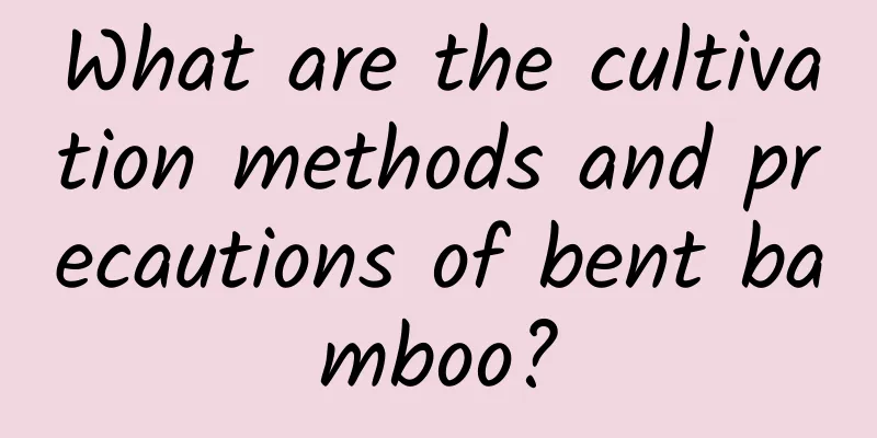 What are the cultivation methods and precautions of bent bamboo?