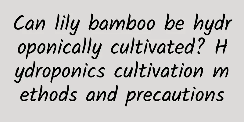 Can lily bamboo be hydroponically cultivated? Hydroponics cultivation methods and precautions