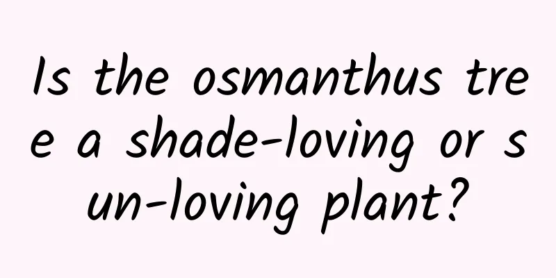 Is the osmanthus tree a shade-loving or sun-loving plant?