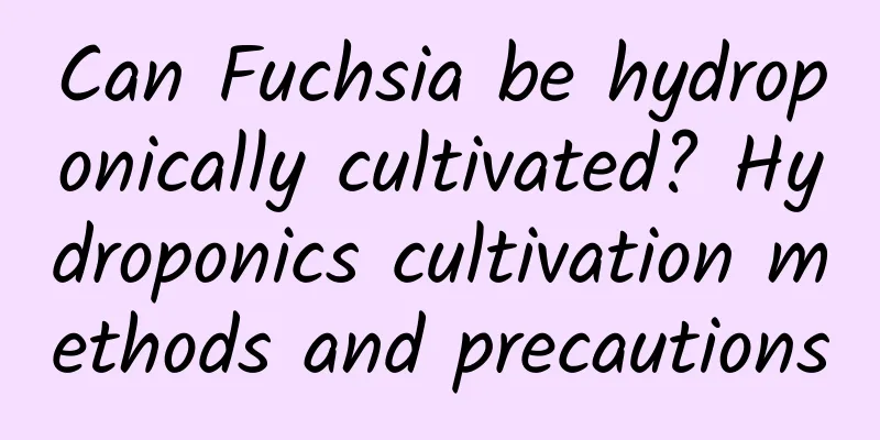 Can Fuchsia be hydroponically cultivated? Hydroponics cultivation methods and precautions