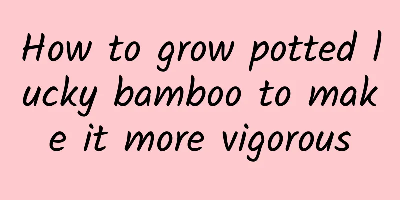 How to grow potted lucky bamboo to make it more vigorous