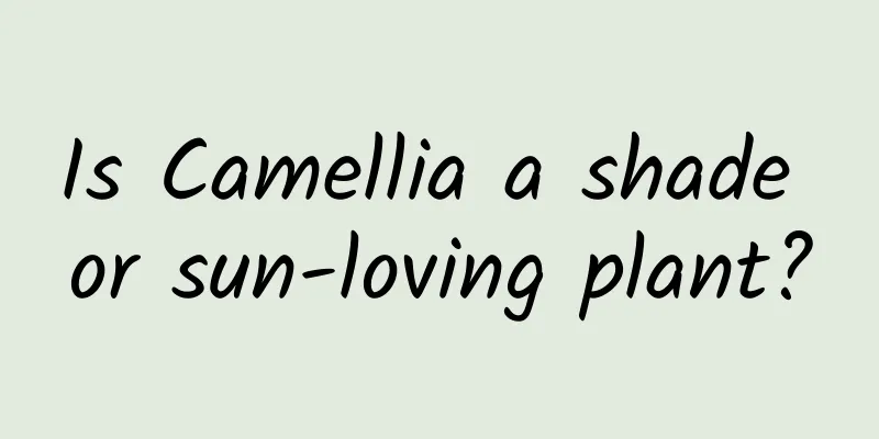 Is Camellia a shade or sun-loving plant?