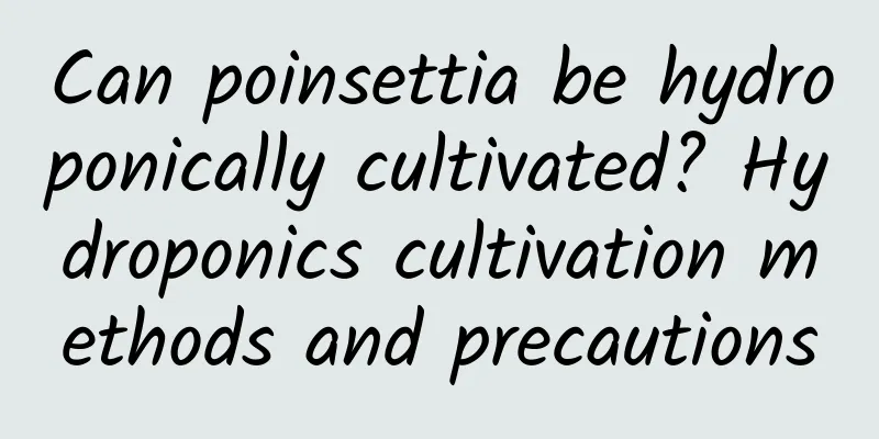 Can poinsettia be hydroponically cultivated? Hydroponics cultivation methods and precautions