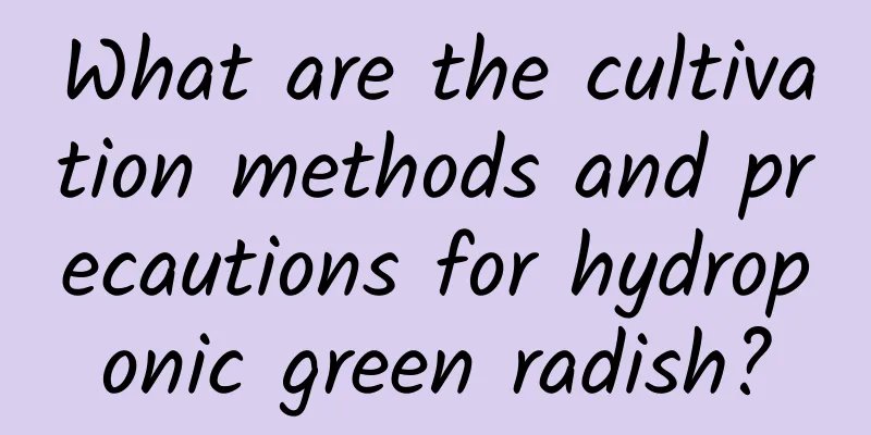What are the cultivation methods and precautions for hydroponic green radish?