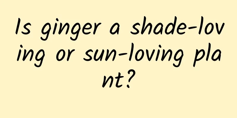 Is ginger a shade-loving or sun-loving plant?