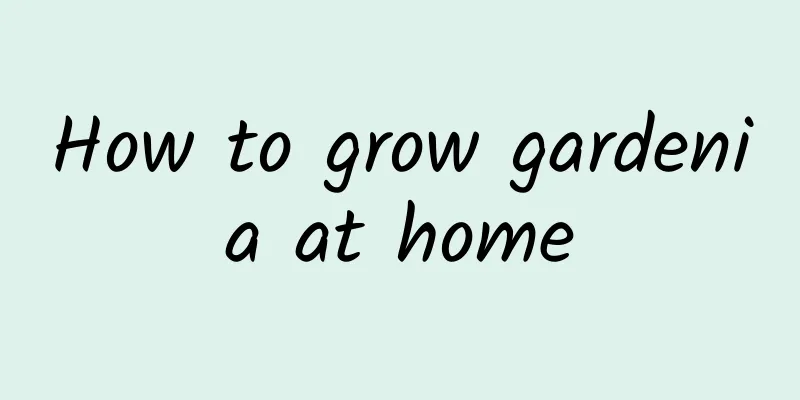 How to grow gardenia at home