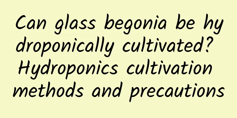 Can glass begonia be hydroponically cultivated? Hydroponics cultivation methods and precautions