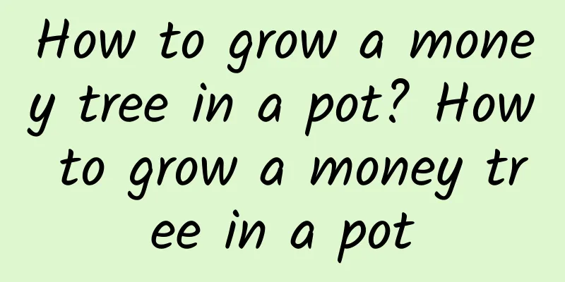 How to grow a money tree in a pot? How to grow a money tree in a pot