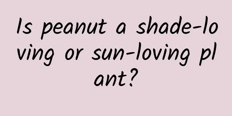 Is peanut a shade-loving or sun-loving plant?