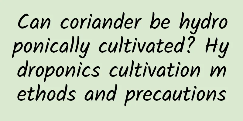 Can coriander be hydroponically cultivated? Hydroponics cultivation methods and precautions