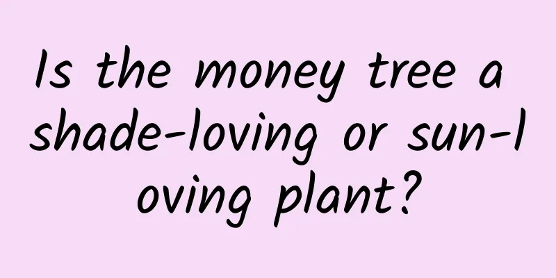 Is the money tree a shade-loving or sun-loving plant?