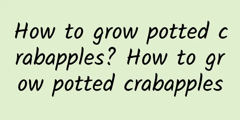 How to grow potted crabapples? How to grow potted crabapples