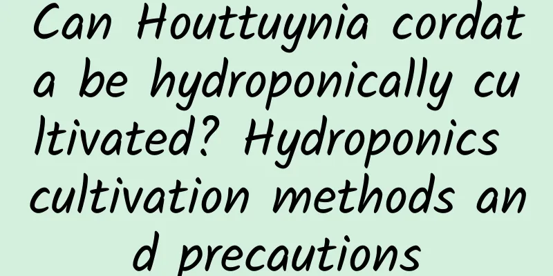 Can Houttuynia cordata be hydroponically cultivated? Hydroponics cultivation methods and precautions