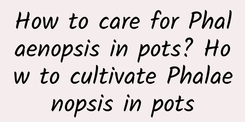 How to care for Phalaenopsis in pots? How to cultivate Phalaenopsis in pots