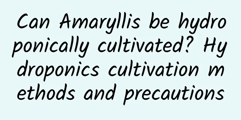 Can Amaryllis be hydroponically cultivated? Hydroponics cultivation methods and precautions