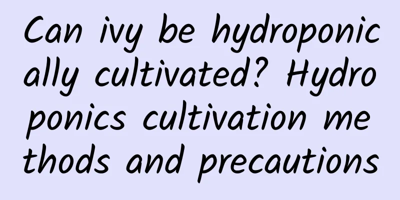 Can ivy be hydroponically cultivated? Hydroponics cultivation methods and precautions