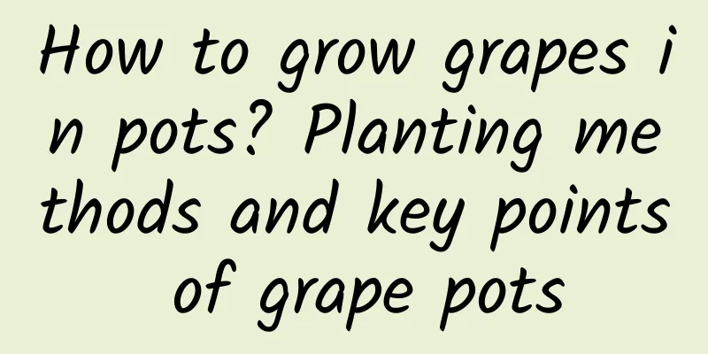 How to grow grapes in pots? Planting methods and key points of grape pots