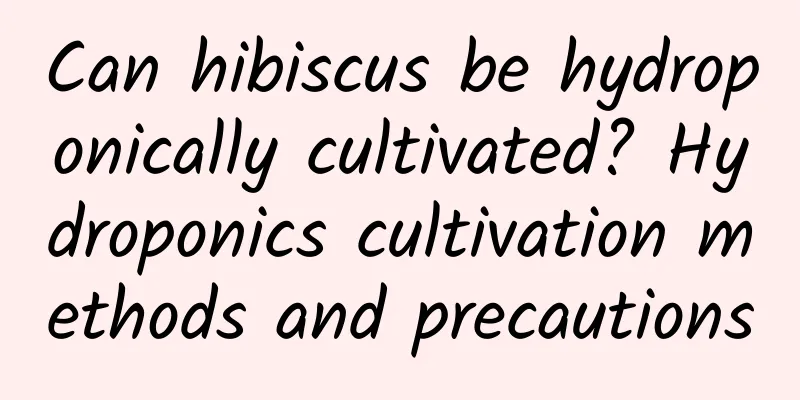 Can hibiscus be hydroponically cultivated? Hydroponics cultivation methods and precautions