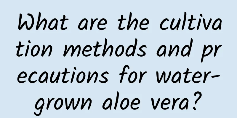 What are the cultivation methods and precautions for water-grown aloe vera?