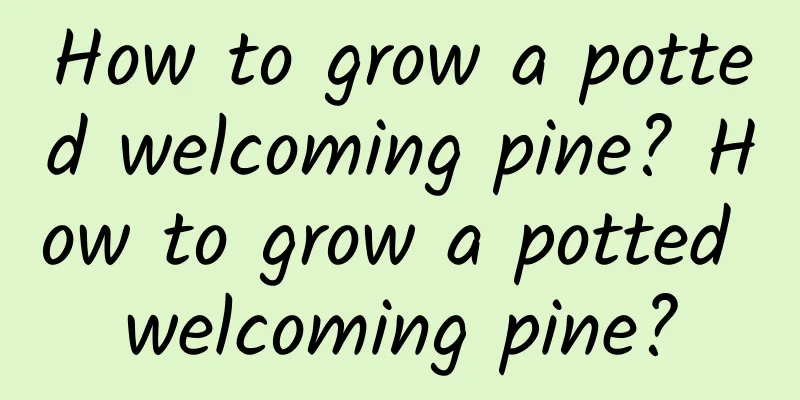 How to grow a potted welcoming pine? How to grow a potted welcoming pine?