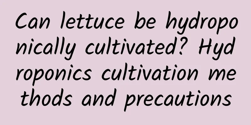 Can lettuce be hydroponically cultivated? Hydroponics cultivation methods and precautions