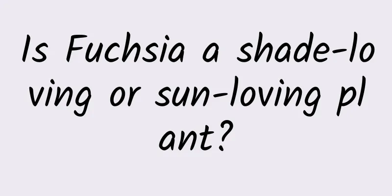 Is Fuchsia a shade-loving or sun-loving plant?
