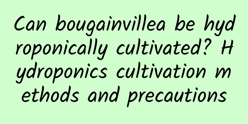 Can bougainvillea be hydroponically cultivated? Hydroponics cultivation methods and precautions