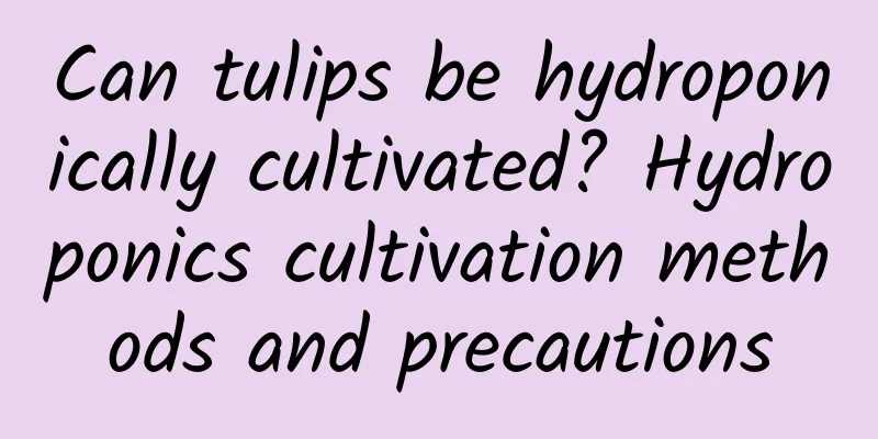 Can tulips be hydroponically cultivated? Hydroponics cultivation methods and precautions