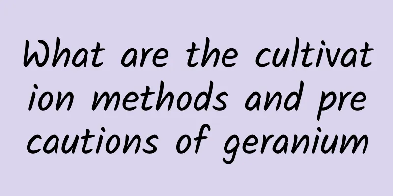What are the cultivation methods and precautions of geranium