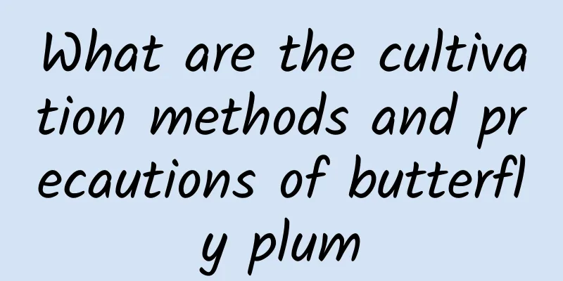 What are the cultivation methods and precautions of butterfly plum