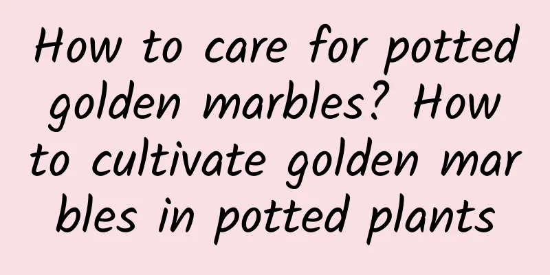 How to care for potted golden marbles? How to cultivate golden marbles in potted plants