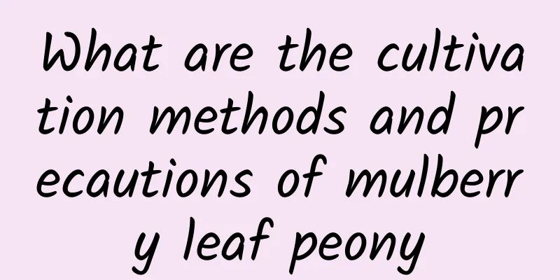 What are the cultivation methods and precautions of mulberry leaf peony