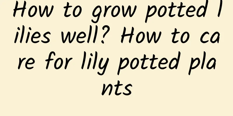 How to grow potted lilies well? How to care for lily potted plants