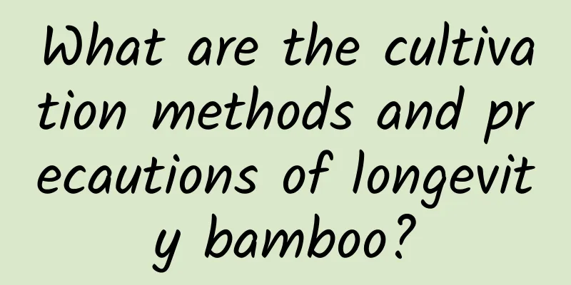 What are the cultivation methods and precautions of longevity bamboo?